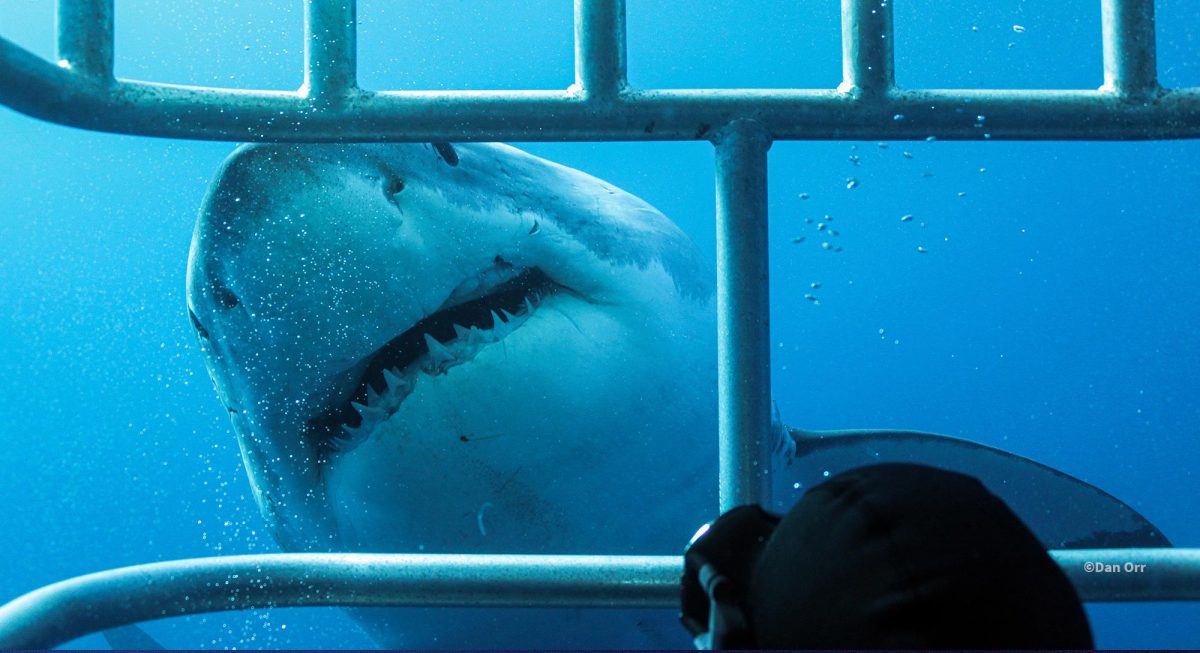 A great white close by the shark diving cage, photo by Dan Orr