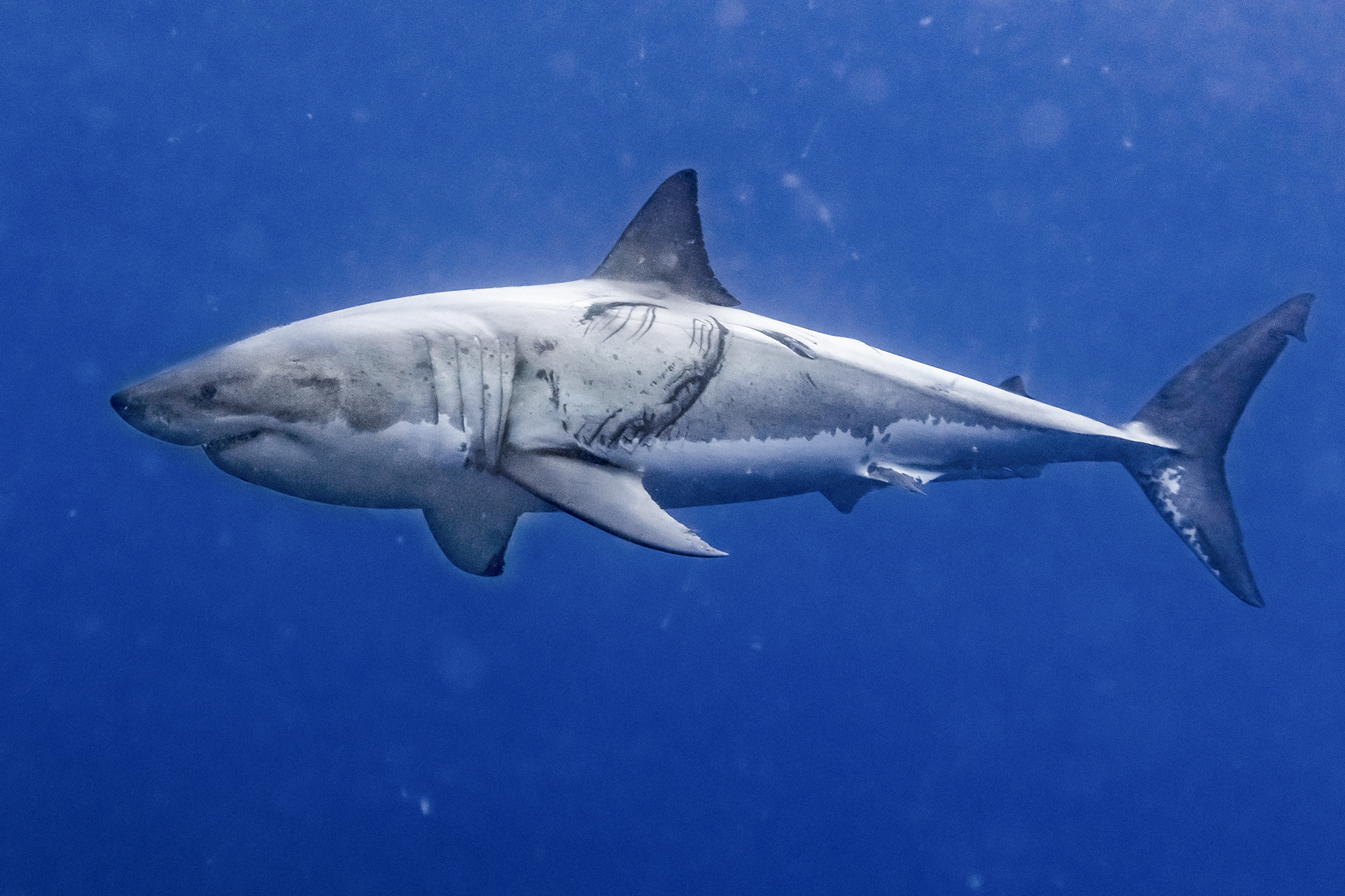 Guest Blog: How White Sharks Really Behave at Guadalupe Island