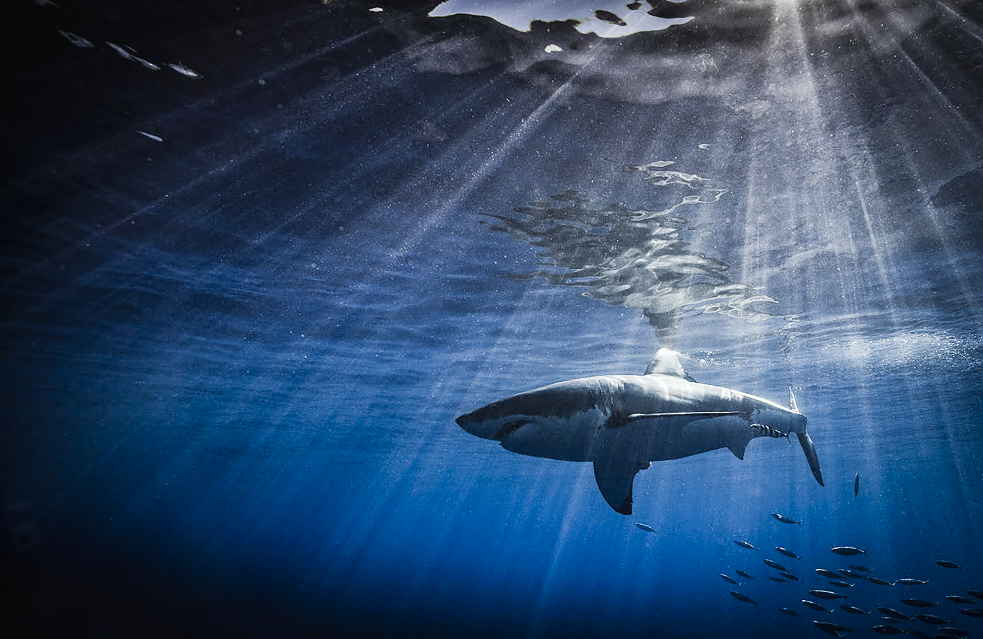 Shark in a sunbeam, Photo by Scott Davis