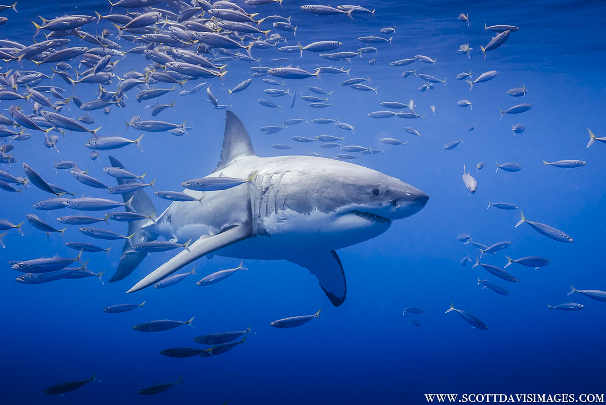 A shark emerges from a school of fish, Photo by Scott Davis