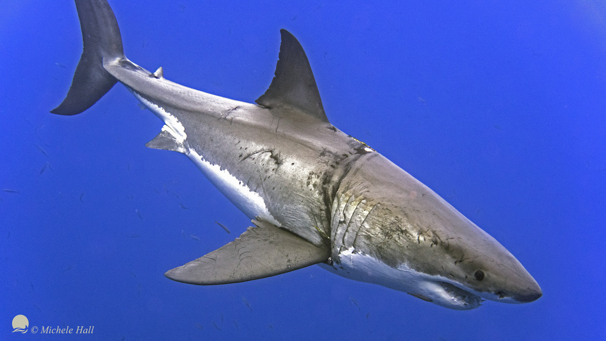 Shark Experts and New Divers Meet Great Whites!