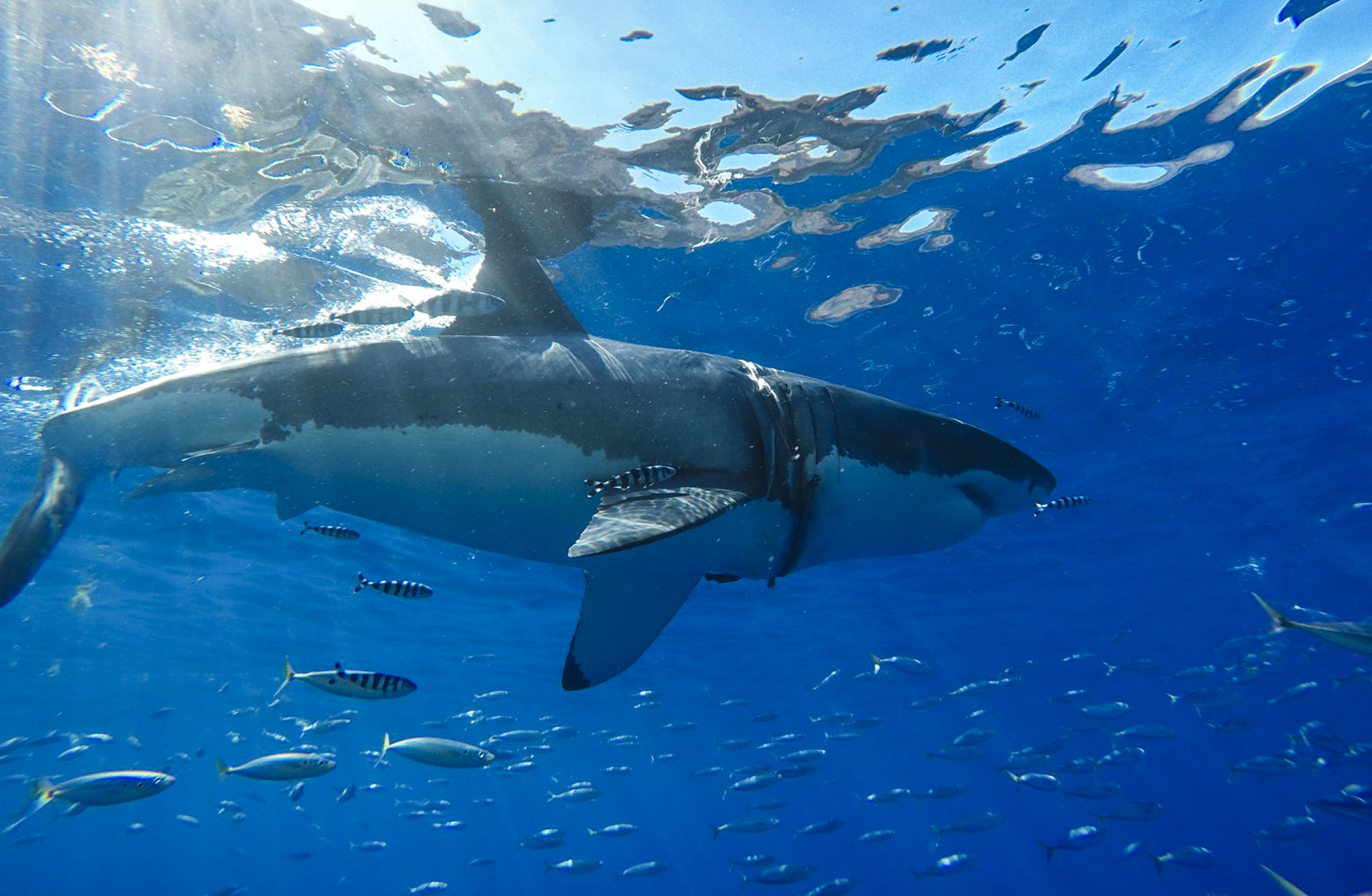A large great white at Guadalupe Island