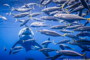 Abundant sea life makes the perfect great white sharks habitat