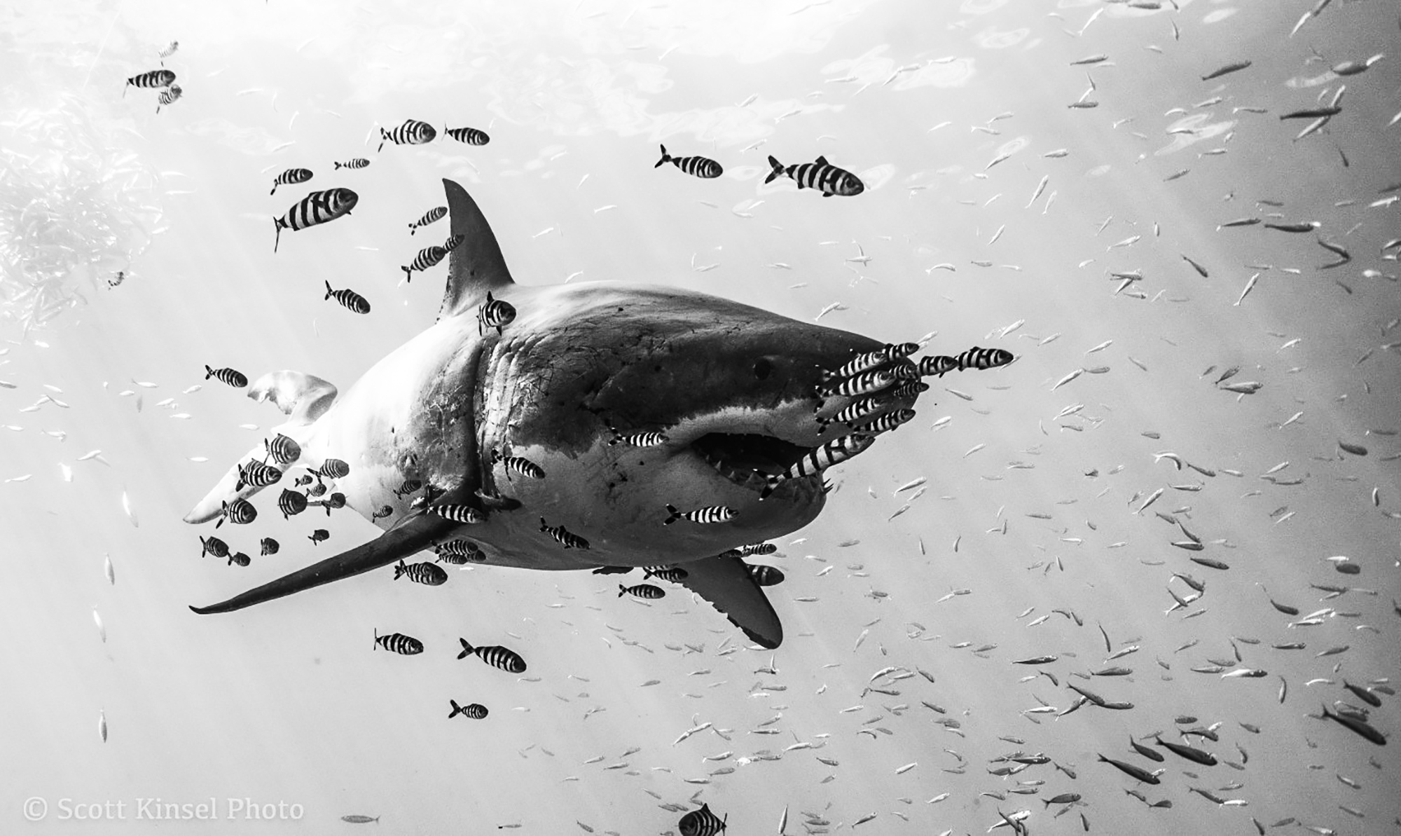 Black and White Shark by Scott Kinsel