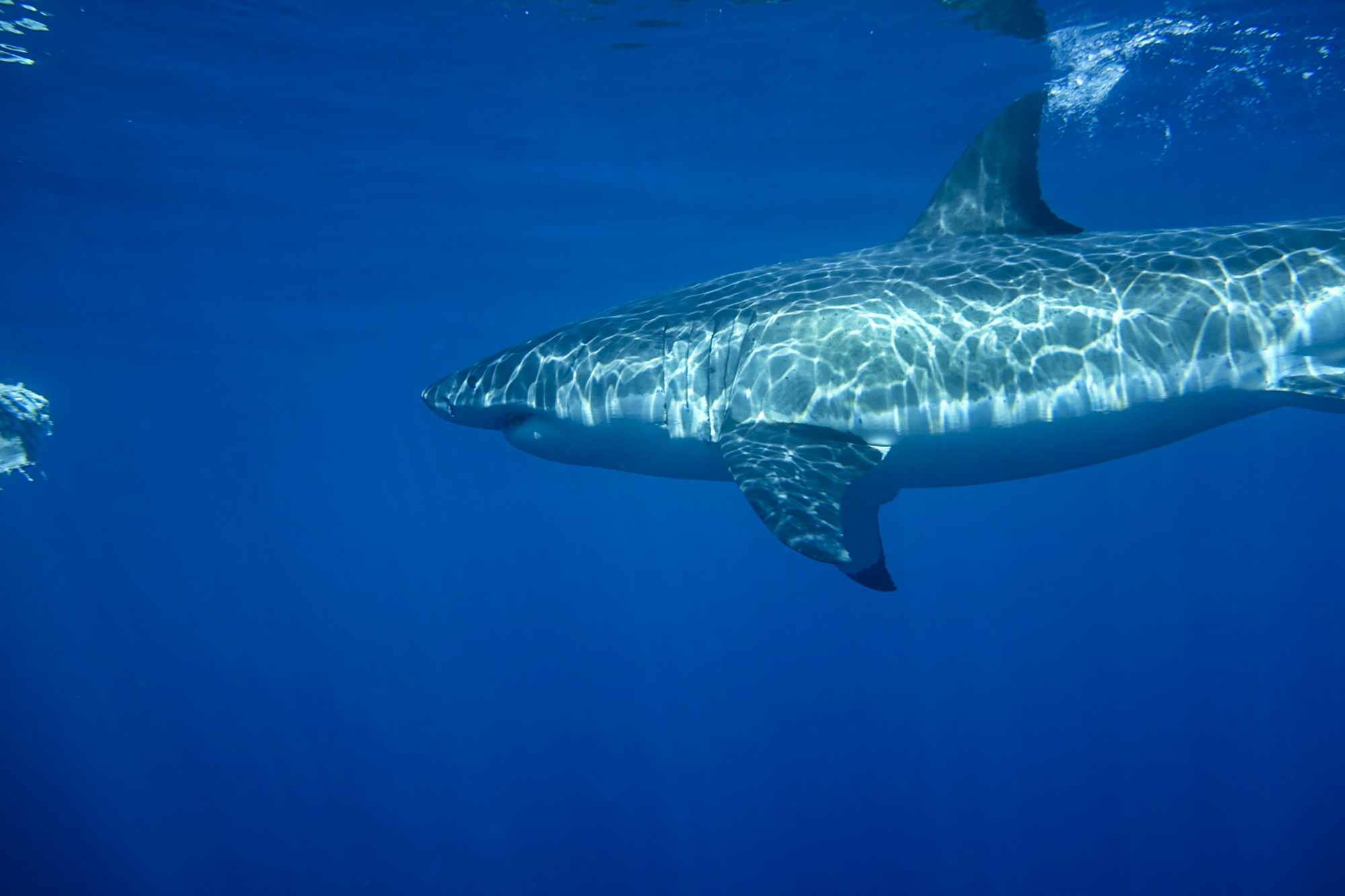 A shark swims through the blue