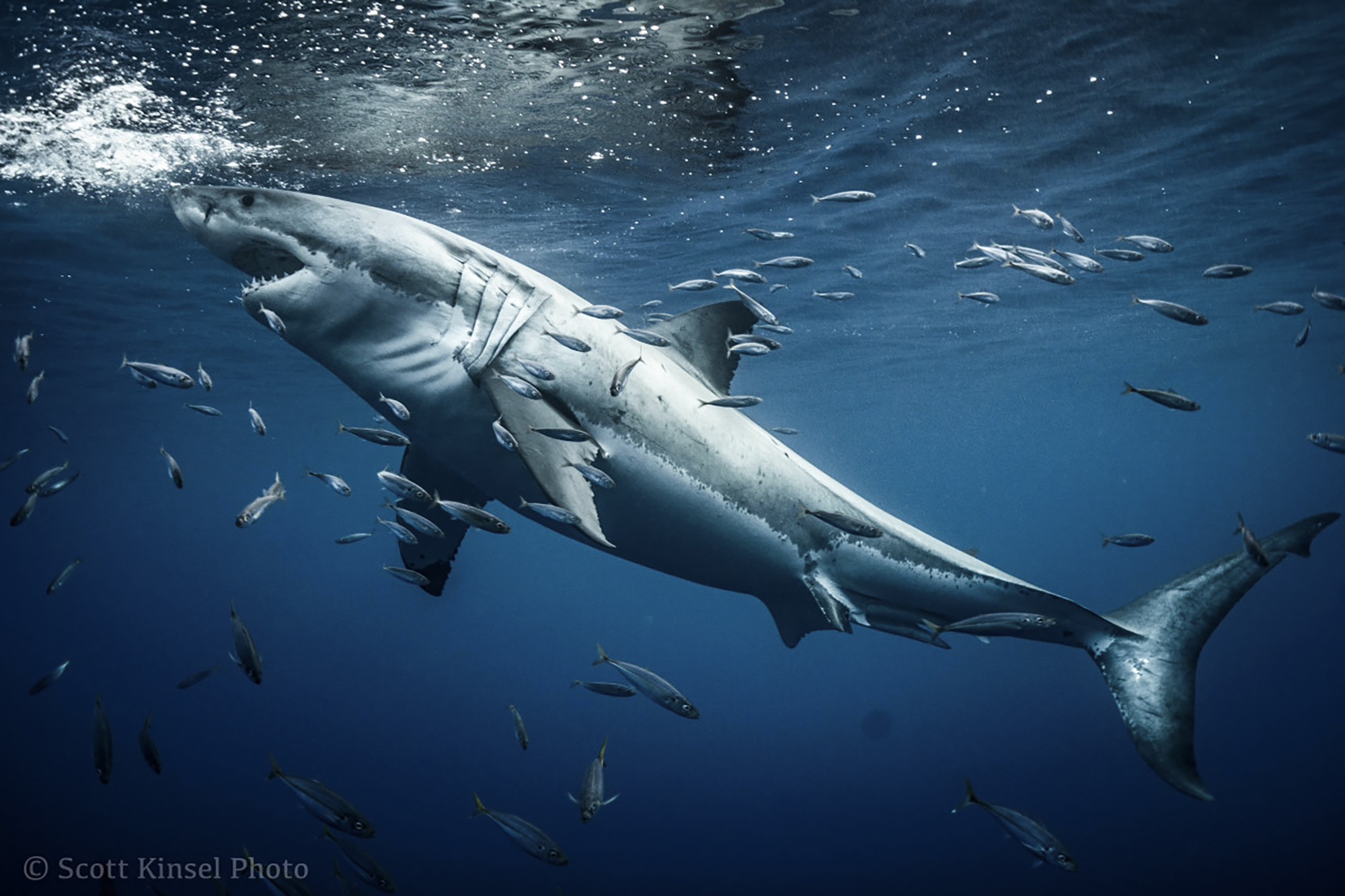 The Atlantic White Shark Conservancy Trip and More!