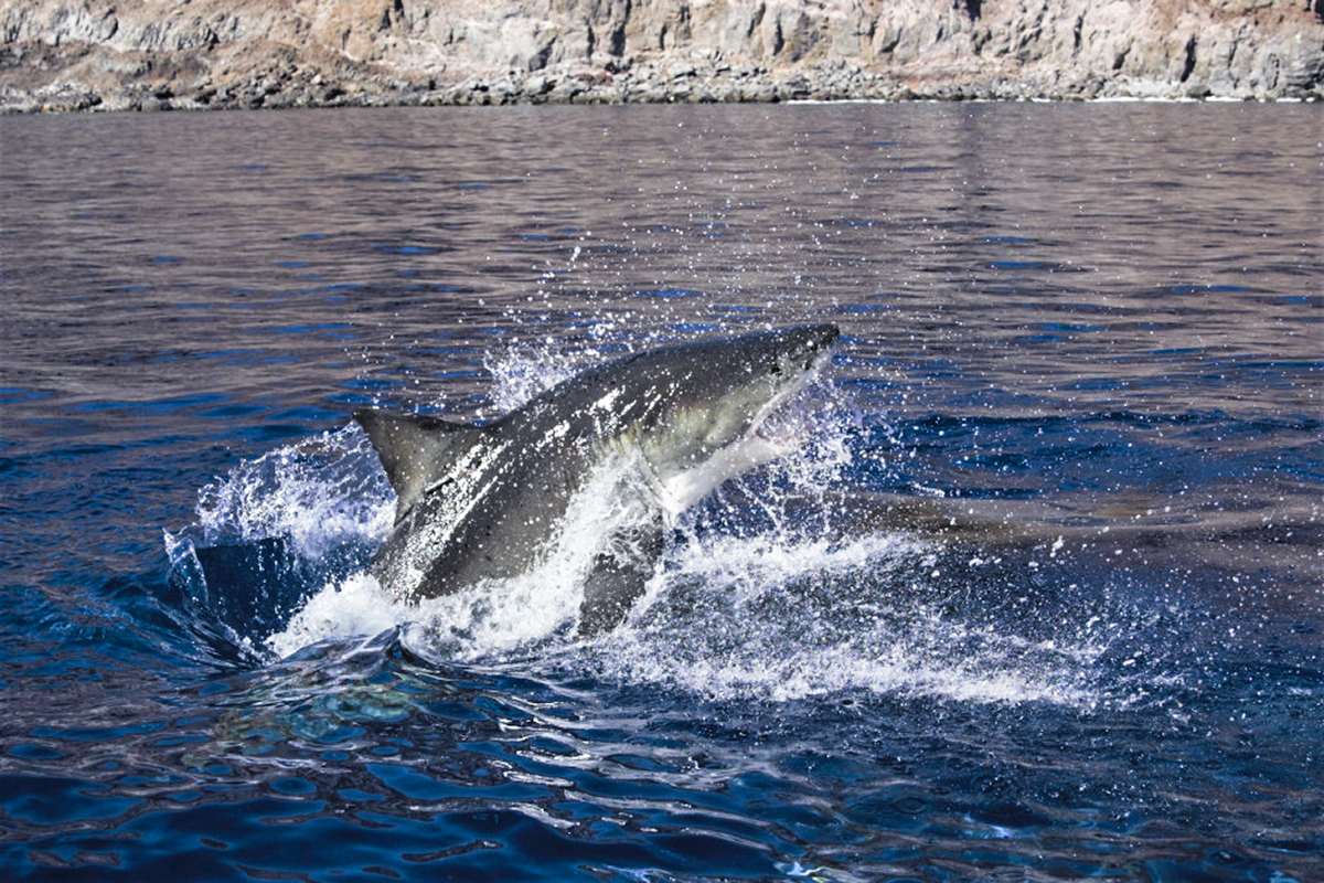 A breaching great white puts on a show