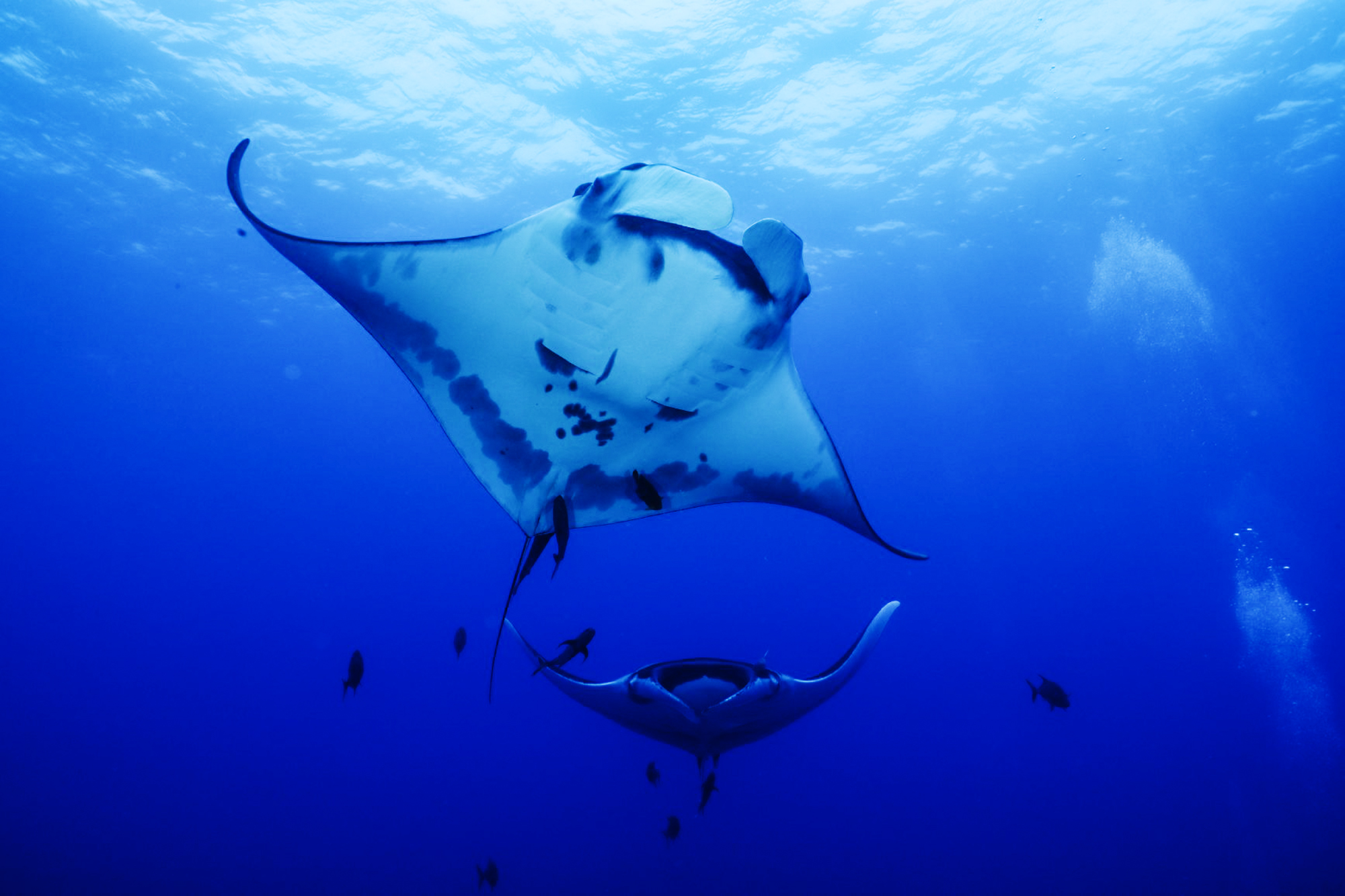 mantas at Socorro