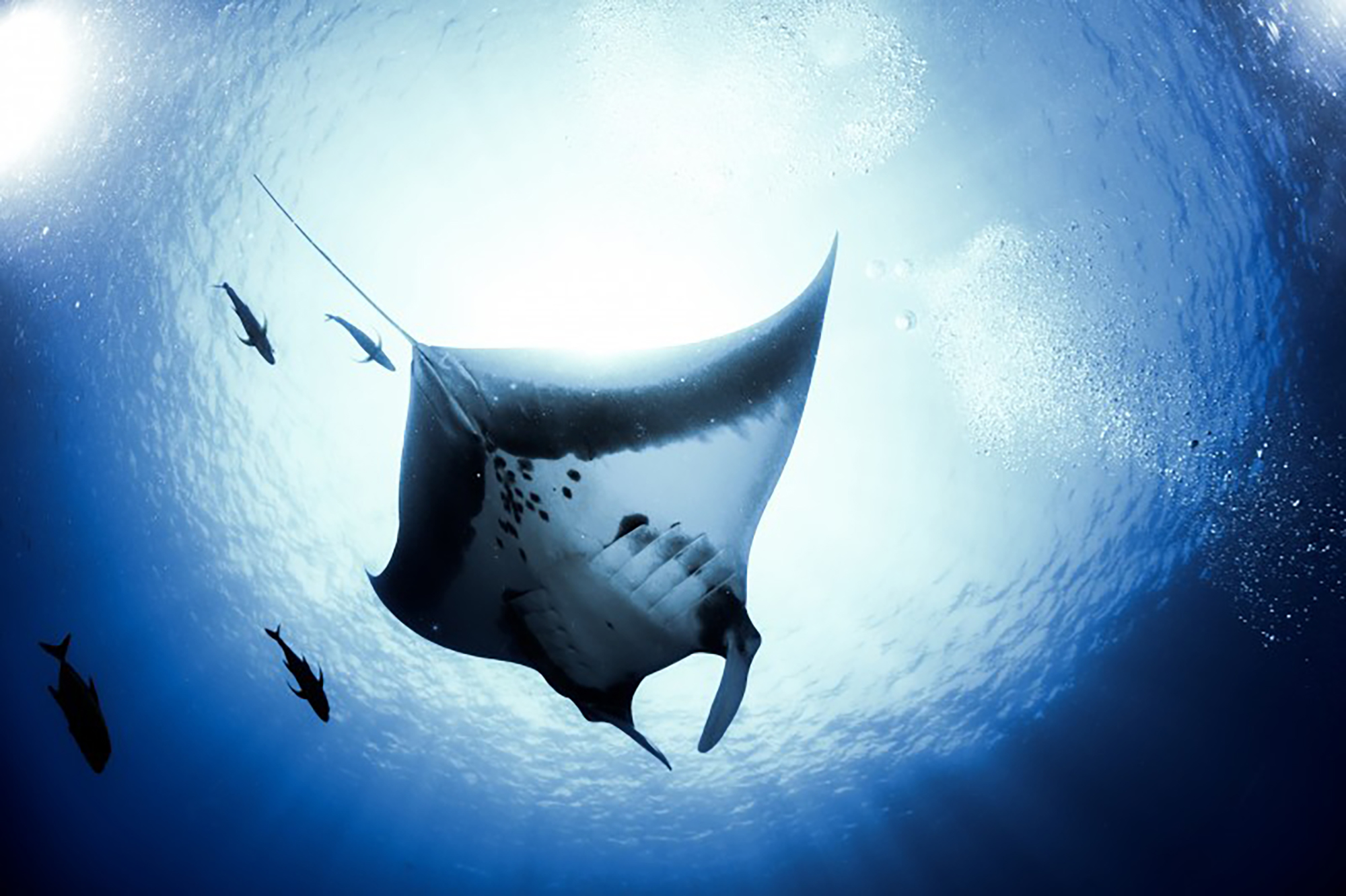 A manta backlit by the sun
