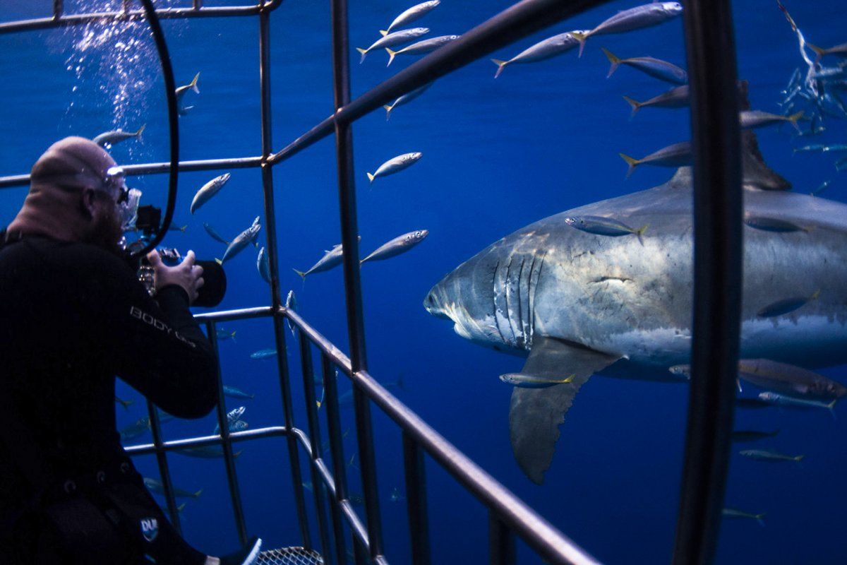 A great white glides past a photographer in the cage. Photo by Nikki Sevy