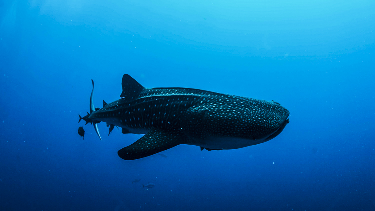 A whale shark at Socorro. Photo by Gerald Smuegg