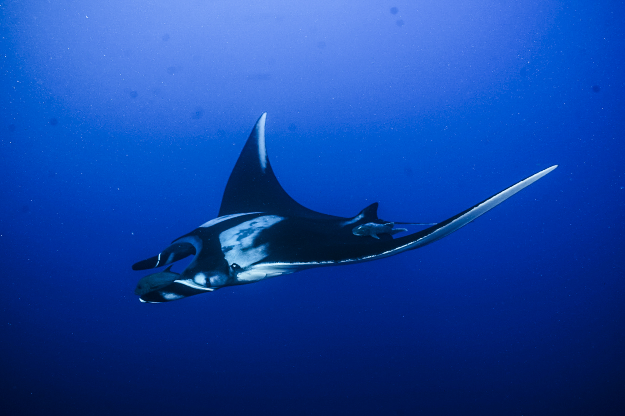 A beautiful manta swoops through the waters of Socorro