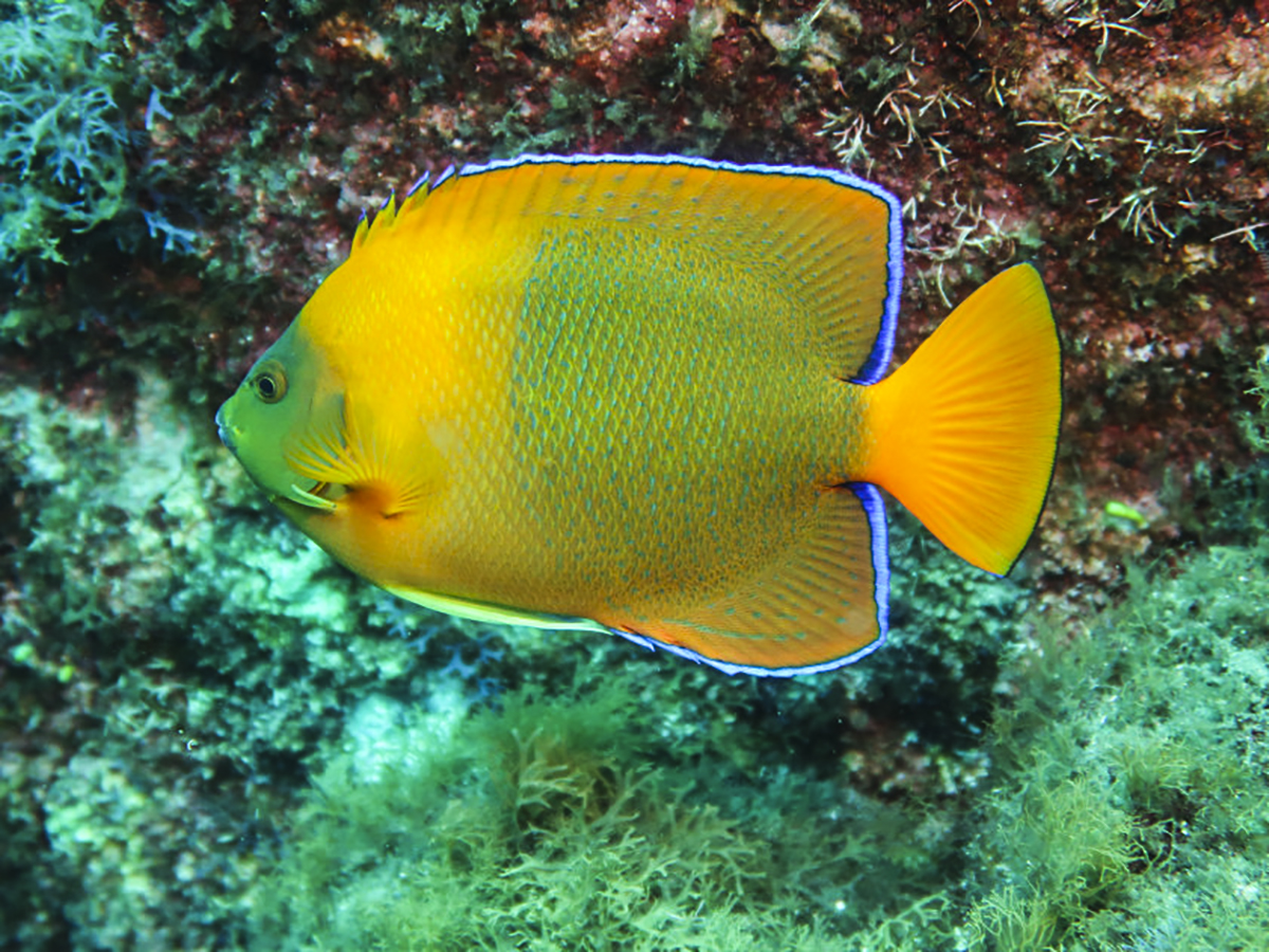 The beautiful endemic Clarion Angelfish.