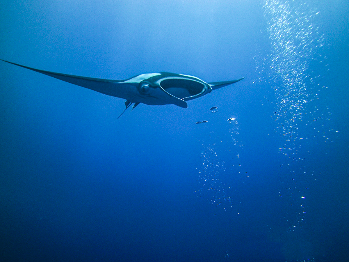 A manta swims towards diver bubbles