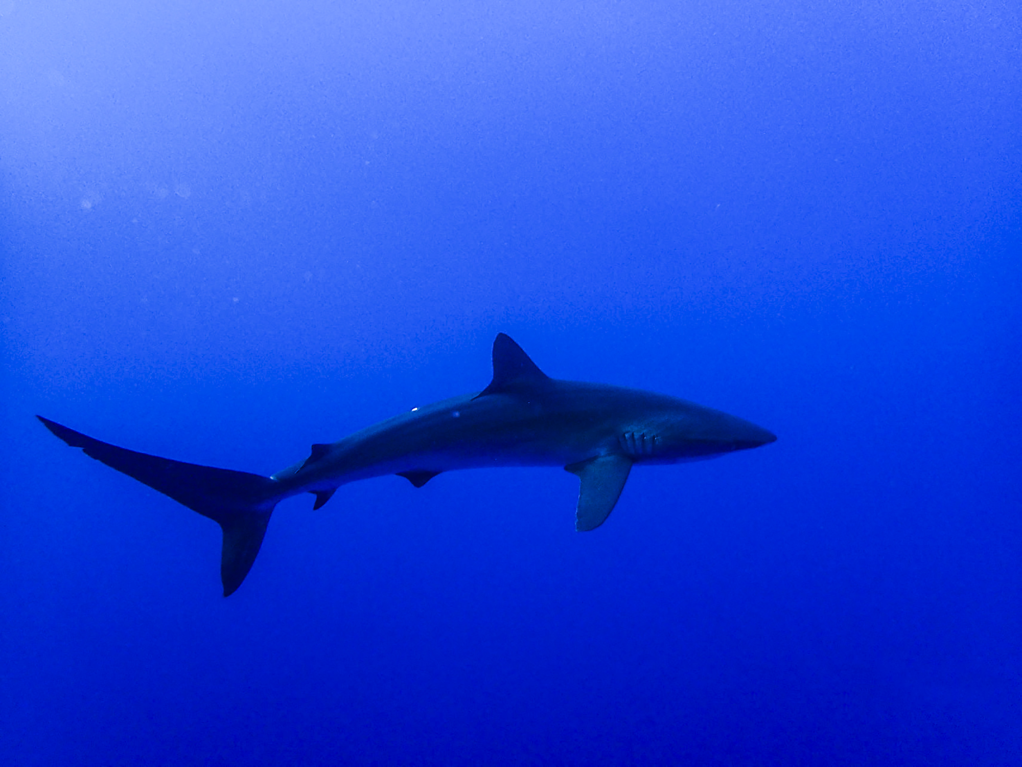 A shark glides through the blue at Socorro