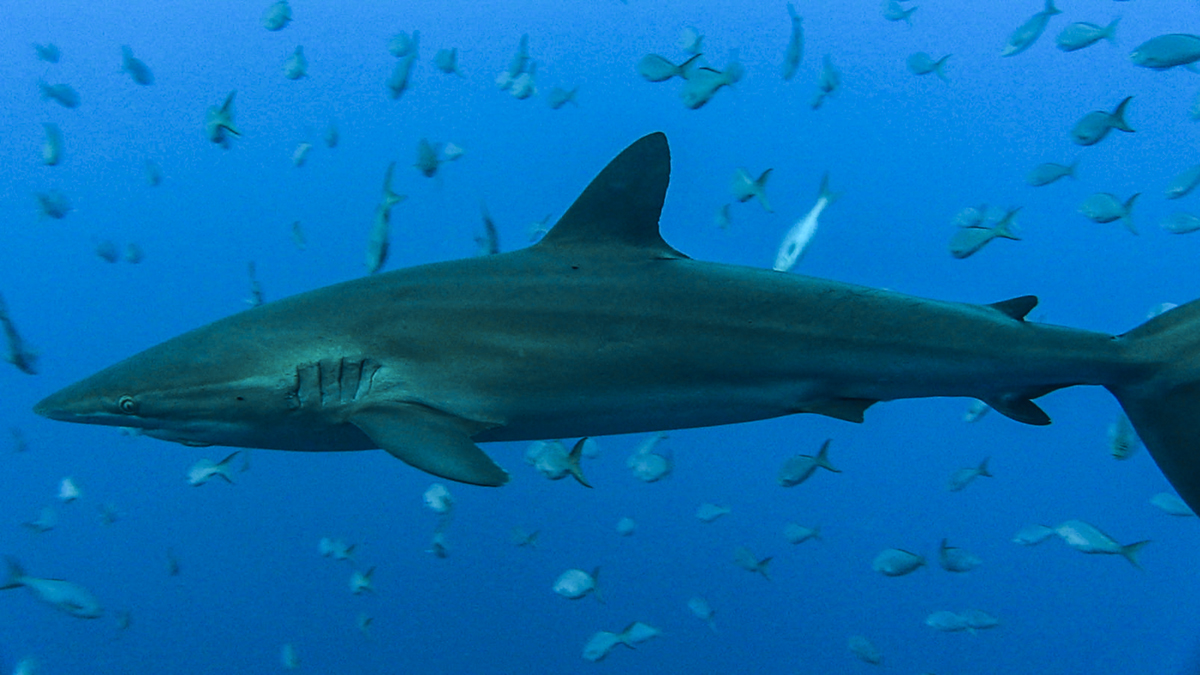 Sharks, sharks and more sharks at Roca Partida!