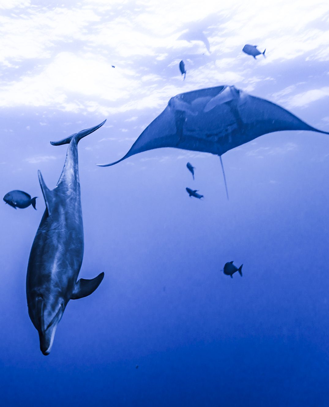 Dolphins and Mantas put on a show at the Boiler. Photo by Divemaster Mirko