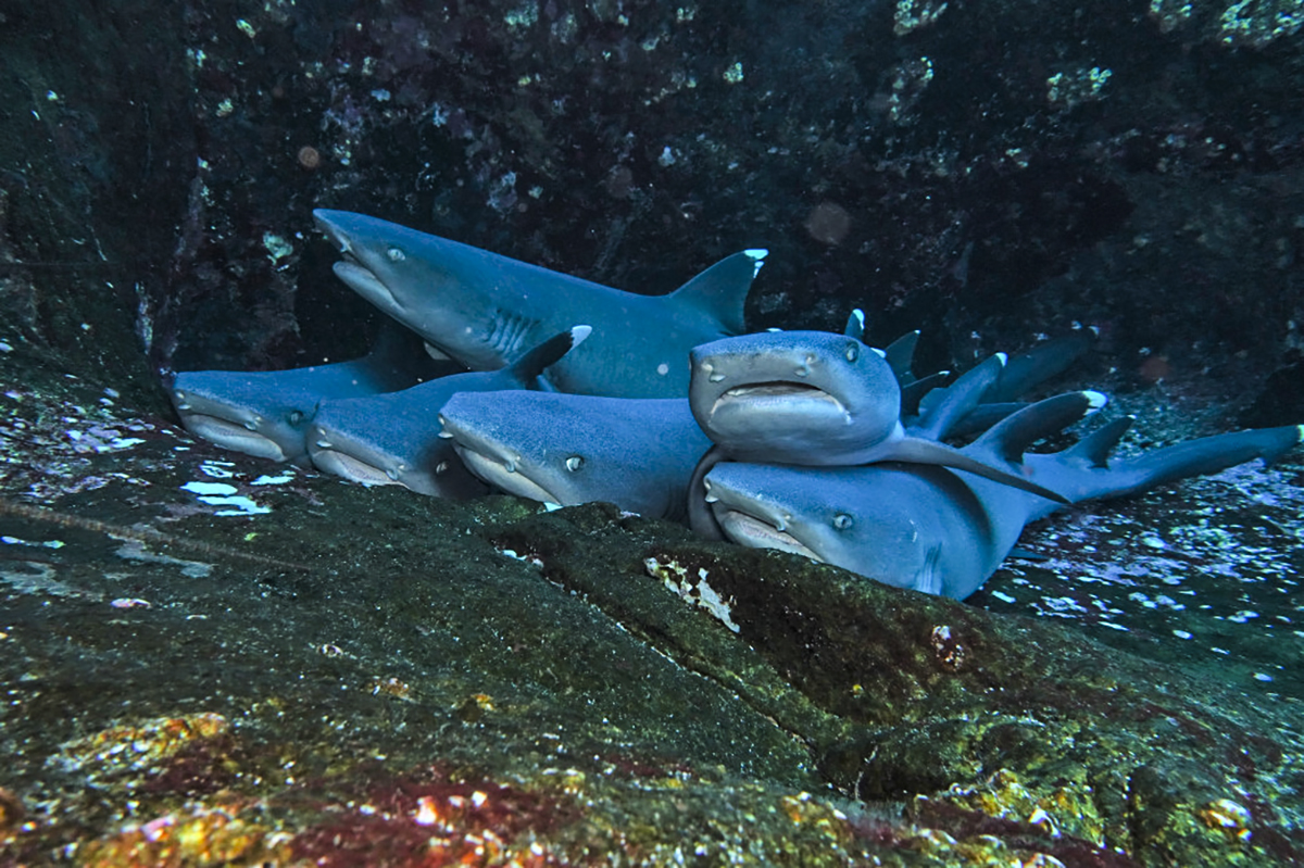 Cute little baby sharks snuggle up at Socorro