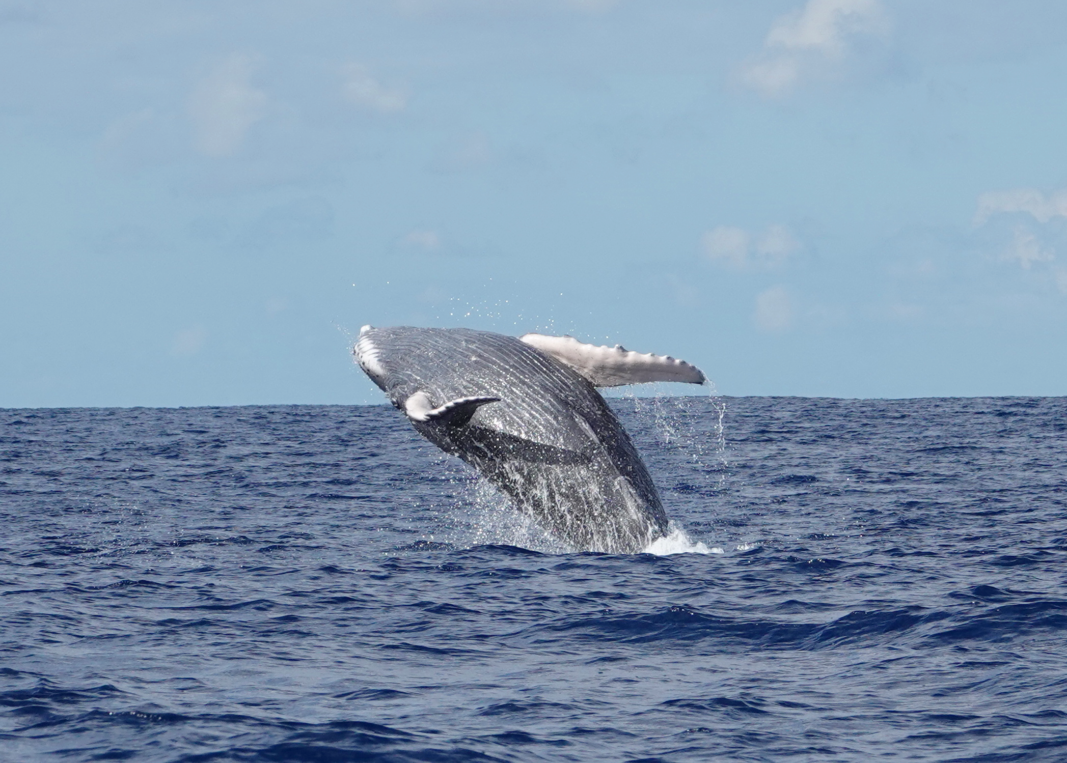 humpback whale breaching at Roca Partida, Socorro