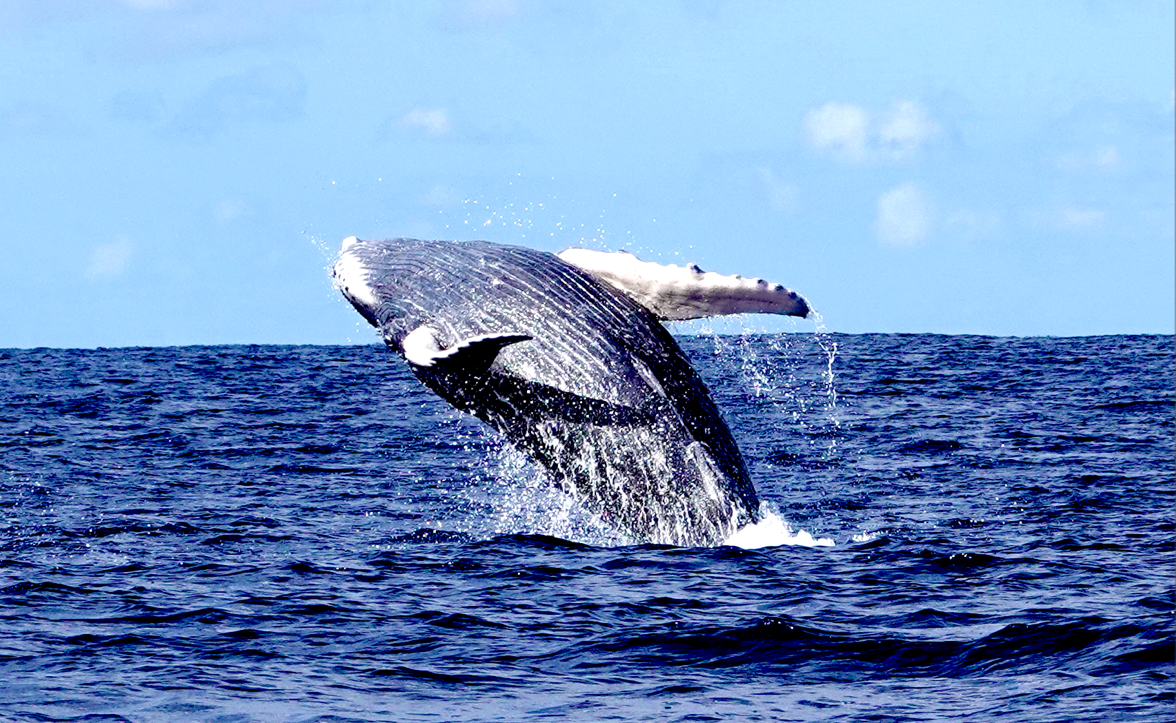Humpback whale breaching at Roca Partida, Socorro
