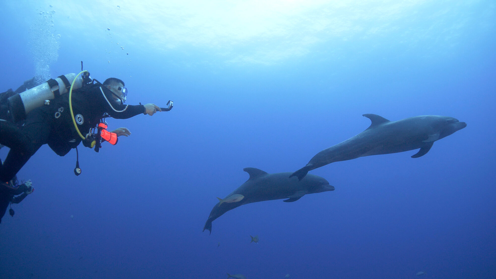 diver films dolphins with GoPro