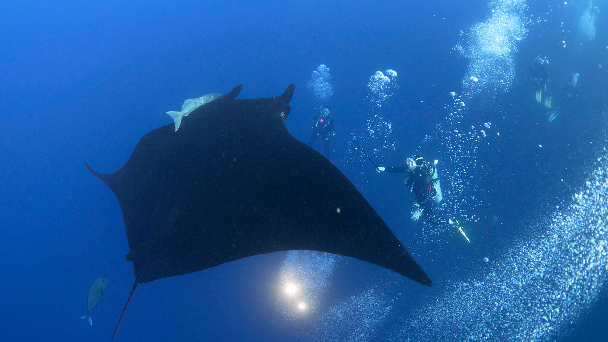Manta Ray, Scuba Diving in Baja Mexico