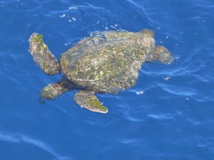 Sea turtle makes an appearance at the surface