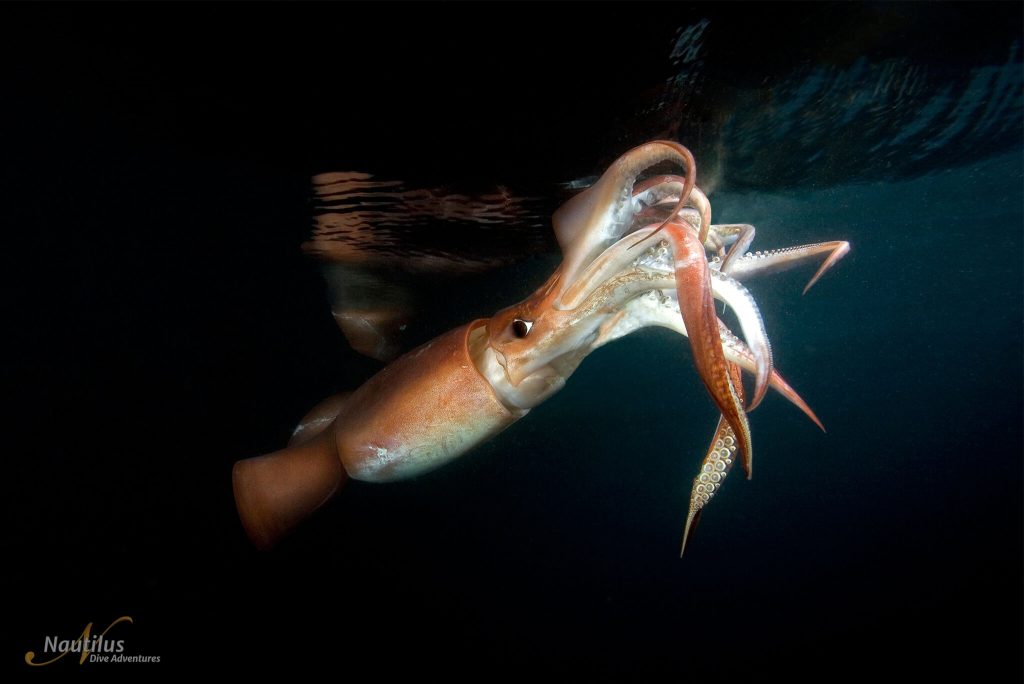 éclairer un calmar humboldt dans l'eau sombre