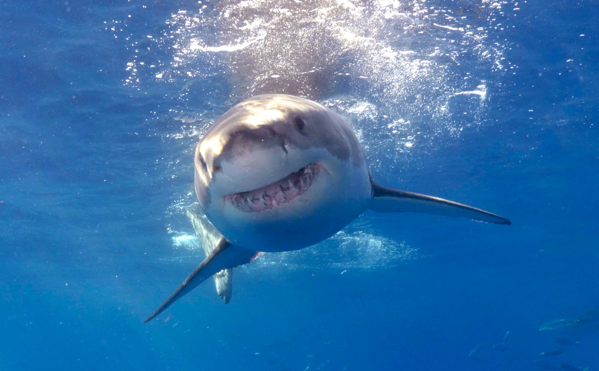 Great White shark fact number 10 : How great white sharks pups are growing up?