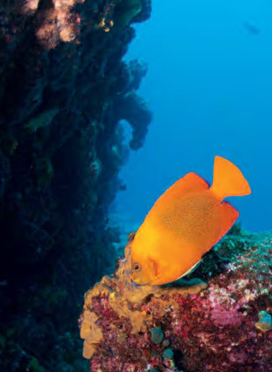 Poisson Clarion à Punta Tosca partie de la route des requins