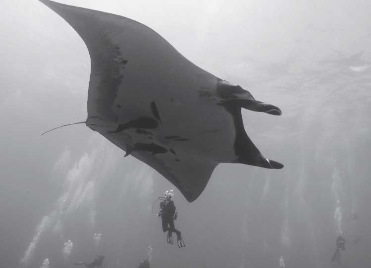 Manta Pacific géant sur la route des requins