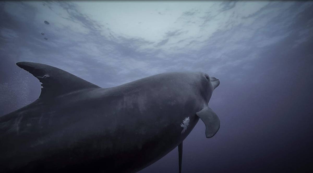 Playfiull dolphin at socorro - Ecotourism
