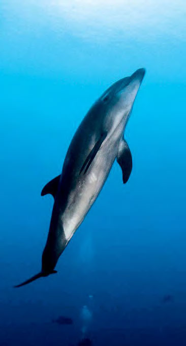 Dauphin à gros nez Playfull