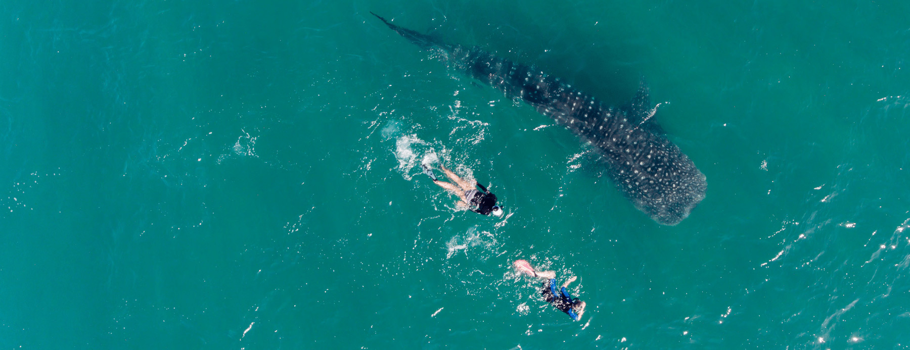 Ultimate Whale Sharks in the Sea of Cortez