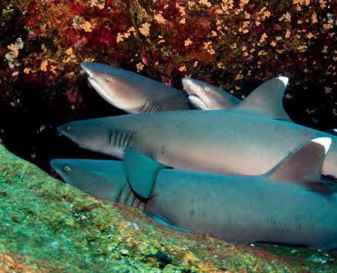 Whitetips se reposant à Roca Partida, une partie de l'autoroute du requin