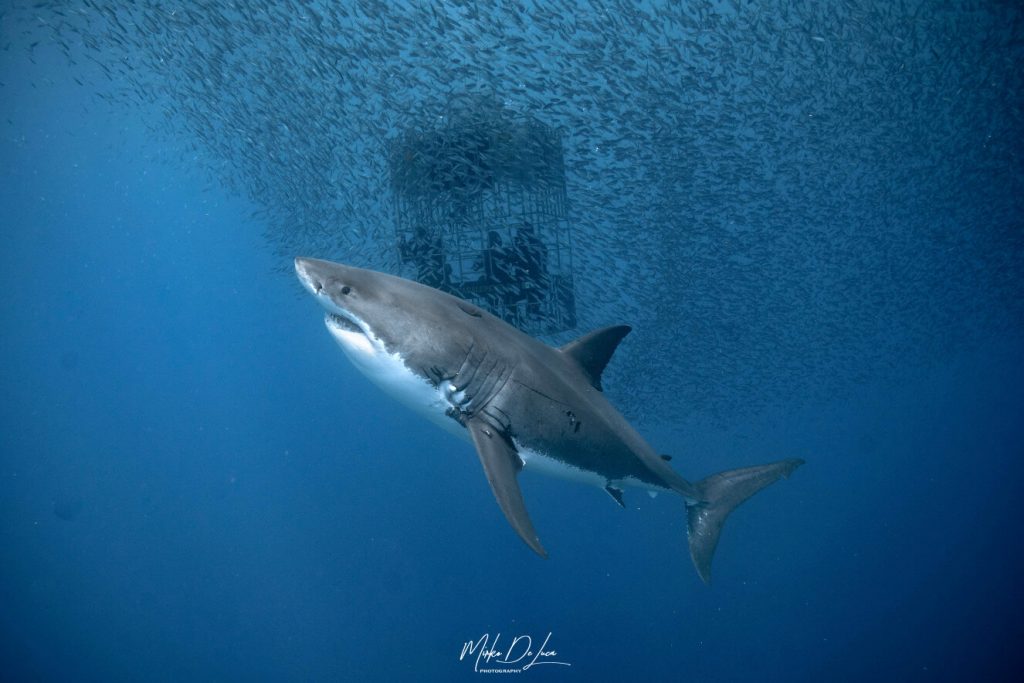 Les grands requins blancs ont les yeux bleus