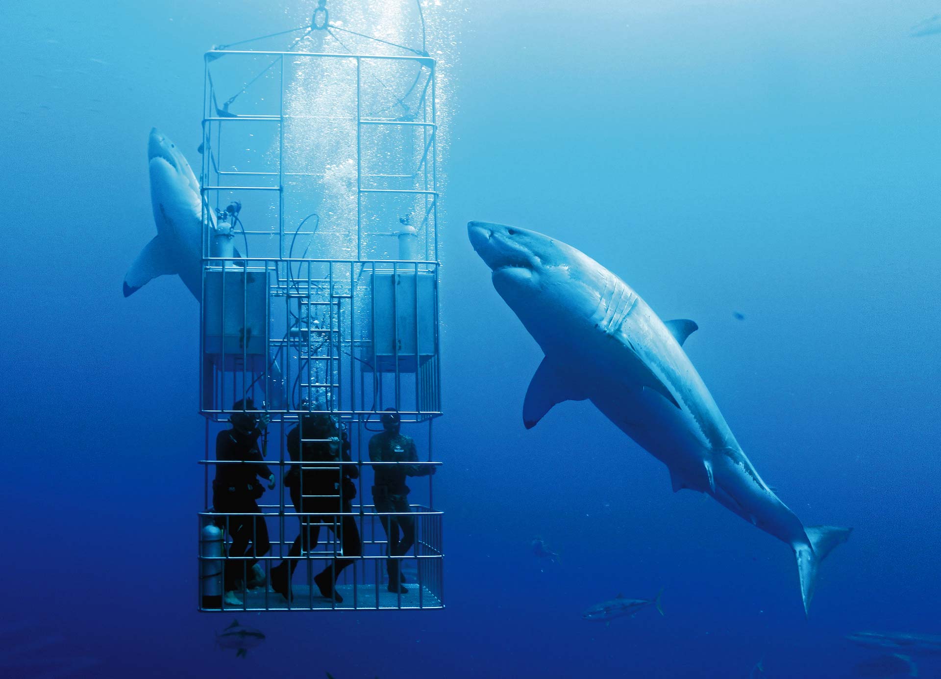 Great White Shark cage diving at Guadalupe Island Nautilus Liveaboards