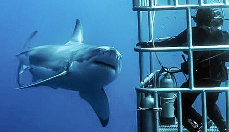 Shark cage diving at Guadalupe Island