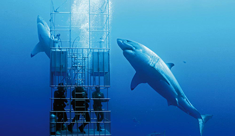 3 shark cage divers facing a great white shark