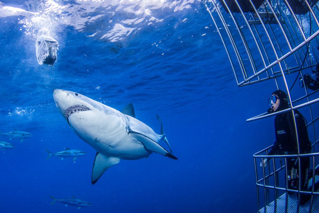 How intelligent are great white sharks?