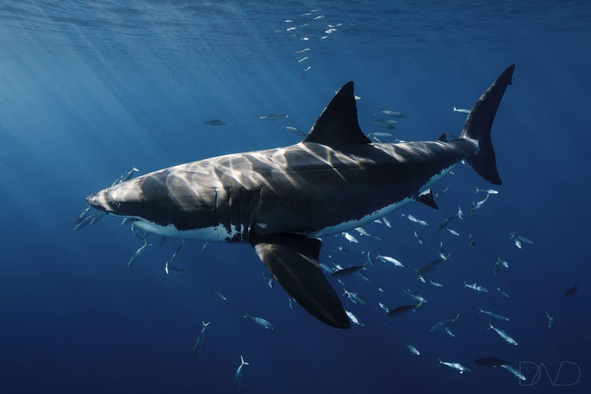 Generation W – An insight about baby Great White Sharks in Baja California