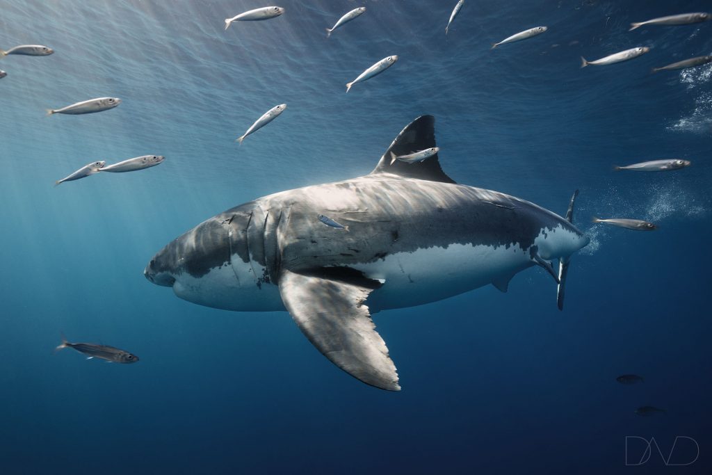 White shark population endangered 