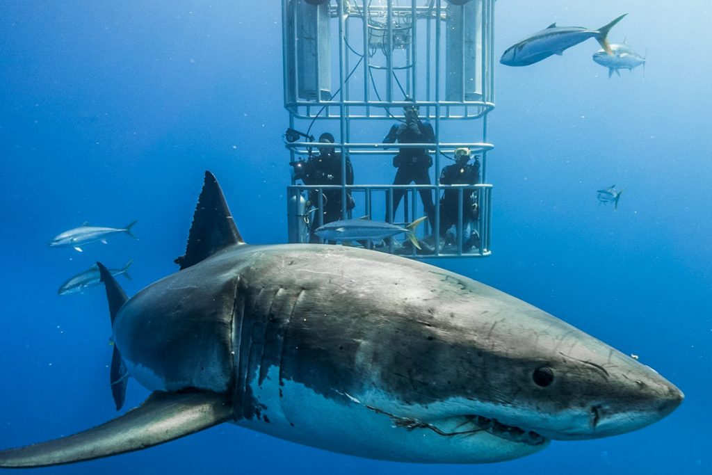 Are great white sharks endangered?