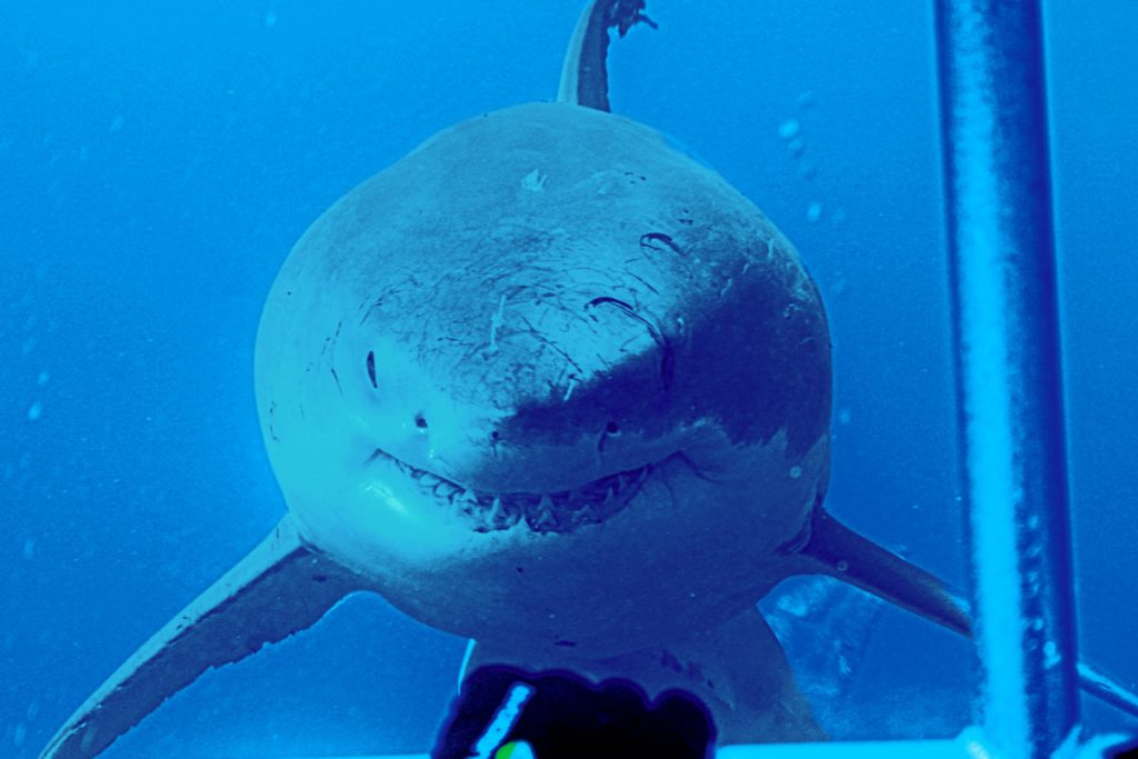 Do great white sharks give live birth?