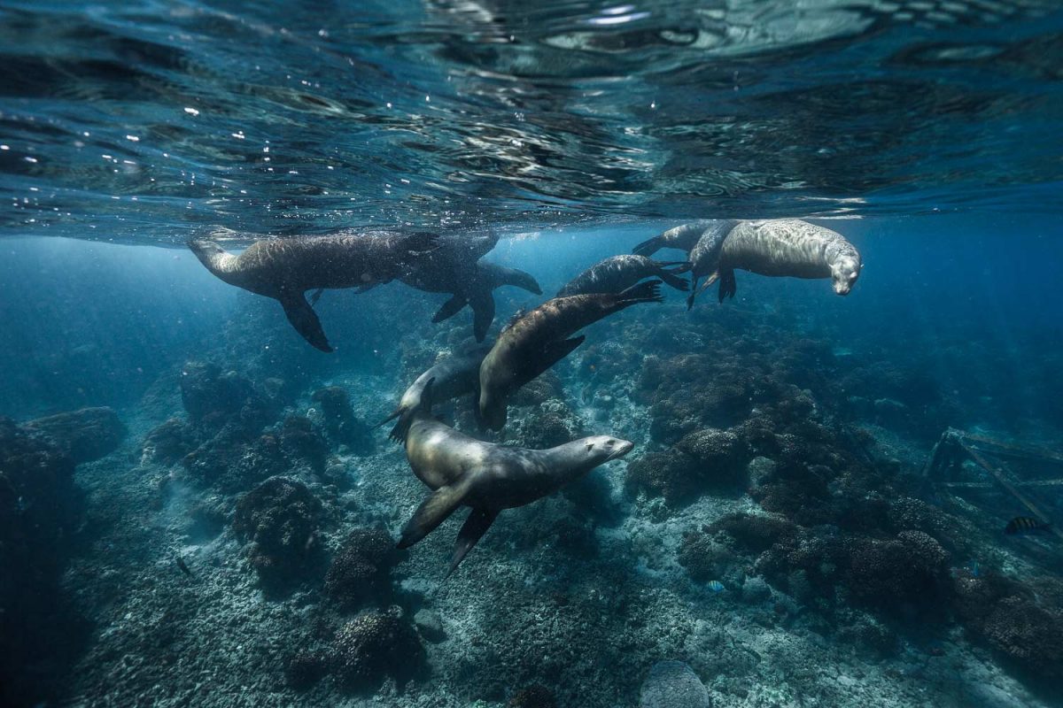 Sea Lions in the Sea of Cortez