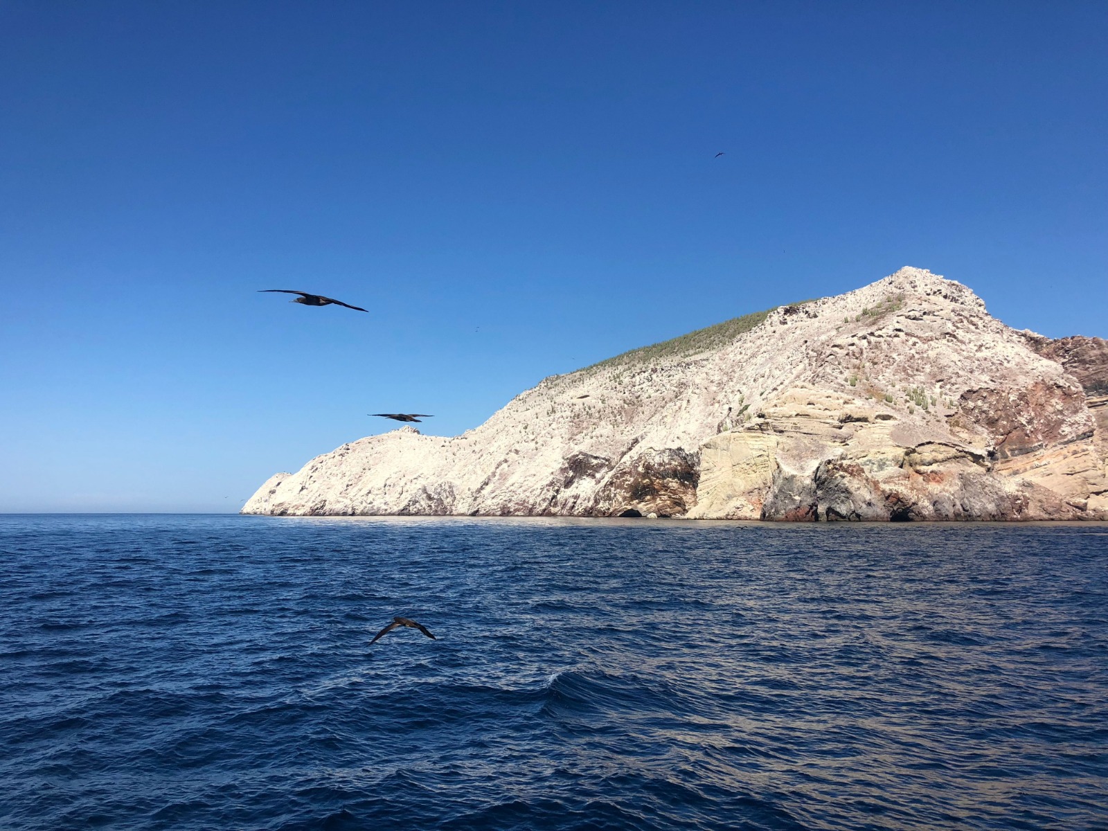 San Pedro Martir island and Bahia de Los Angeles - Nautilus Liveaboards