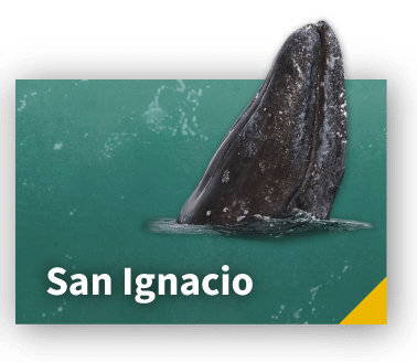 San Ignacio Gray Whales