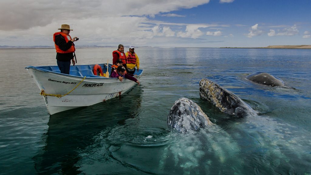 BALLENA GRIS LLEGA A BAJA CALIFORNIA SUR