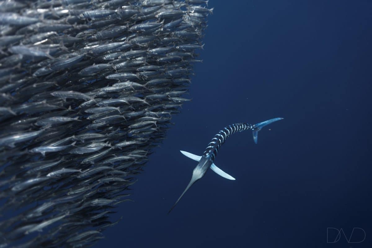 Striped marlin on the mexican sardine run