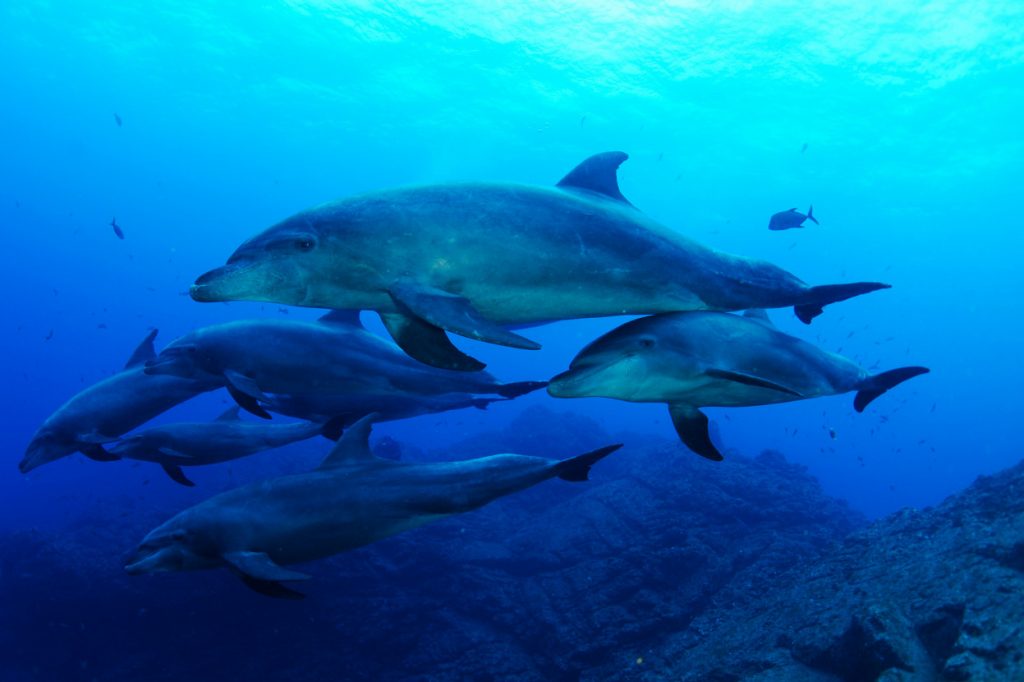 dolphins Socorro